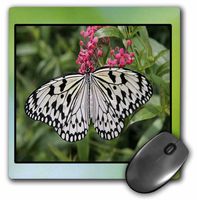 3dRose LLC 8 x 8 x 0.25 Inches Mouse Pad, Green and Blue Framed Black and White Butterfly (mp_40857_1)
