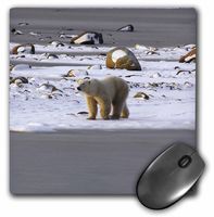 3dRose LLC 8 x 8 x 0.25 Inches Polar Bear Mouse Pad (mp_10718_1)