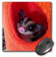 3dRose LLC LLC 8 x 8 x 0.25 Inches Mouse Pad, Sugar Glider in Orange Hanging Bed (mp_107049_1)