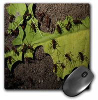 3dRose LLC 8 x 8 x 0.25 Inches Hard Worker Ants Mouse Pad (mp_4686_1)