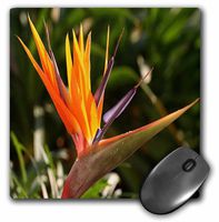 3dRose LLC 8 x 8 x 0.25 Inches Bird of Paradise Strelitzia, Primary Colors, Tropical Flower Pattern Mouse Pad (mp_46978_1)