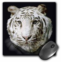 3dRose LLC 8 X 8 X 0.25 Inches Mouse Pad, White Tiger Full Head Painting in Digital Oils (mp_36130_1)