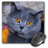 3dRose LLC 8 x 8 x 0.25 Inches Mouse Pad, British Short Hair Cat (mp_24996_1)