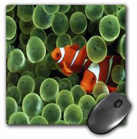 3dRose LLC 8 x 8 x 0.25 Inches Mouse Pad, 2 Clown Fish Among Green Sponge (mp_53220_1)