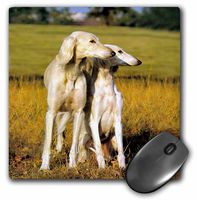 3dRose LLC 8 x 8 x 0.25 Inches Saluki Mouse Pad (mp_504_1)