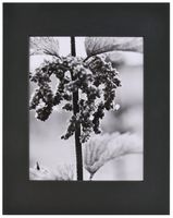 Nielsen Bainbridge PRE-Cut Center 11"X14" ARTCARE Black Photo MAT W/ 8"X10" Opening, 10 Piece