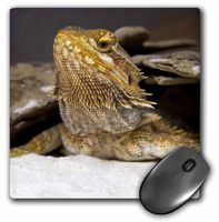 3dRose LLC 8 x 8 x 0.25 Inches Mouse Pad, David R. Frazier (mp_83713_1)