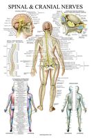 Spinal Nerves Anatomical Chart - Spine and Cranial Nervous System Anatomy Poster (with Dermatomes) (Laminated, 18 x 27)