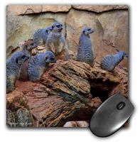 3D Rose Meerkats - Mouse Pad, 8 by 8 inches (mp_34537_1)