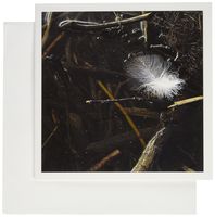 3dRose Feather Caught up in Sticks in Lapie River - Greeting Cards, 6 x 6 inches, set of 12 (gc_28576_2)