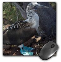 3dRose LLC 8 x 8 x 0.25 Ecuador Galapagos Islands Blue-Footed Booby Cindy Miller Hopkins Mouse Pad (mp_86130_1)