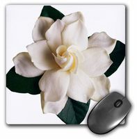 3dRose LLC 8 x 8 x 0.25 Inches Mouse Pad, Gardenia (mp_16811_1)