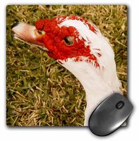 3dRose Muscovy Duck Mouse Pad (mp_195142_1)
