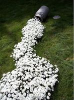 Flossflower Belaya Reka - 2000 Seeds - Organically Grown - NON-GMO