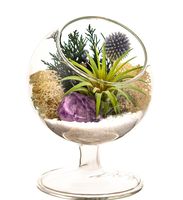 Bliss Gardens Air Plant Terrarium Kit - 4" Round Glass - Shabby Chic Pedestal