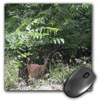 3dRose LLC 8 x 8 x 0.25 Inches Young Buck Mouse Pad (mp_12300_1)
