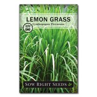 Sow Right Seeds - Lemongrass Seed for Planting - Non-GMO Heirloom Seeds - Full Instructions for Easy Planting and Growing Lemon Grass, Indoor or Outdoors; Great Gardening Gift (1)