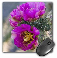 3dRose 8 x 8 x 0.25 Inches Mouse Pad, New Mexico, Tree Cholla Cactus Succulent (mp_92990_1)