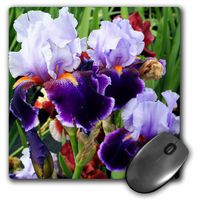 3dRose LLC 8 x 8 x 0.25 Inches Mouse Pad, Purple Irises (mp_4121_1)