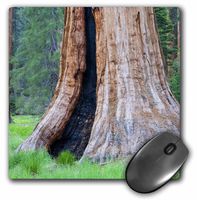 3D Rose"Ca Sequoia Np Big Trees Trail Giant SequoiasUs05 Jwi0143Jamie and Judy Wild" Matte Finish Mouse Pad - 8 x 8" - mp_88500_1