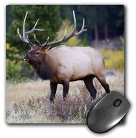 3dRose LLC 8 x 8 x 0.25 Inches Mouse Pad, Rolf Nussbaumer (mp_84254_1)