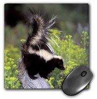 3dRose LLC 8 x 8 x 0.25 Inches Mouse Pad, North America USA Montana Skunk Wildlife Tom Vezo (mp_92145_1)
