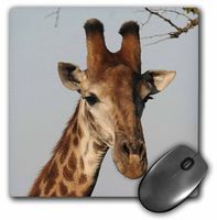 3dRose LLC 8 x 8 x 0.25 Inches Mouse Pad, South African Giraffe Head Face Sky Background (mp_20123_1)