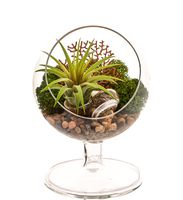 Bliss Gardens Air Plant Terrarium / 4" Round Glass Pedestal Stand / River Rocks Sand / Sea Fan / Moss & Shells