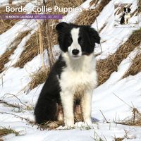 Magnet & Steel 2017 Border Collie Calendar, Puppies Calendar