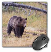 3D Rose"Wyoming Yellowstone National Park Grizzly Bear." Matte Finish Mouse Pad - 8 x 8" - mp_231903_1