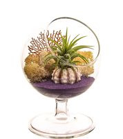 Bliss Gardens Air Plant Terrarium Kit - 4" Round Glass - Nautical Purple Pedestal