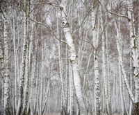 10x8ft White Birch Forest Winter Backdrop Snowflake Photo Shoot Background Winter Forest White Christmas Trees Photography Studio Props Adult Artistic Portrait Natural Scenic Digital Video Wallpaper