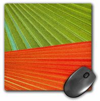 3dRose LLC 8 x 8 x 0.25 Inches Mouse Pad, Green Orange Palm Leaves (mp_20646_1)