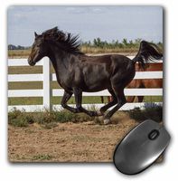 Morgan Horse running along white fence - NA02 PWO0107 - Mouse Pad, 8 by 8 inches (mp_140347_1)