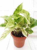 'Marble Queen' Devil's Ivy - Pothos - Epipremnum - 4.5" Unique Design Pot - Easy to Grow From Jm Bamboo