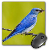 3dRose LLC 8 x 8 x 0.25 Inches Mouse Pad, British Columbia, Mountain Bluebird with Caterpillars-Cn02 Ldi0047 - Larry Ditto (mp_70565_1)
