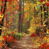 GladsBuy Autumn in Woods 10' x 10' Computer Printed Photography Backdrop Nature Theme Background ZJZ-671