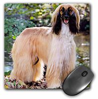 3dRose LLC 8 x 8 x 0.25 Inches Afghan Hound Mouse Pad (mp_401_1)