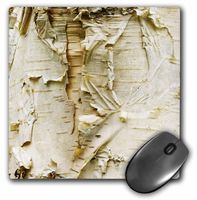 3dRose LLC 8 X 8 X 0.25 Inches Paper Birch Tree, Washington Arboretum, Seattle Darrell Gulin Mouse Pad (mp_95398_1)
