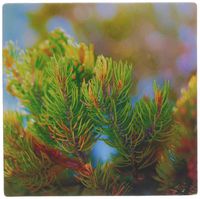 3dRose LLC 8 x 8 x 0.25 Inches The Tips of a Pinion Pine Tree in Grass Valley, Utah with New Growth Mouse Pad (mp_59491_1)