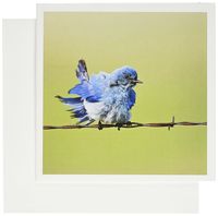 3dRose Custer State Park, South Dakota, Mountain Bluebird - US42 LDI0000 - Larry Ditto - Greeting Cards, 6 x 6 inches, set of 6 (gc_94319_1)