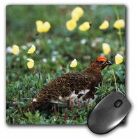 3dRose Willow Ptarmigan Bird Denali National Park Alaska USA Us02 Hro0781 Hugh Rose Mouse Pad (mp_142015_1)