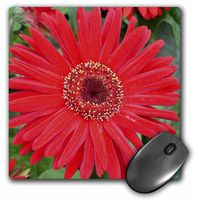 3dRose LLC 8 x 8 x 0.25 Inches Mouse Pad, Red Carnation (mp_7501_1)
