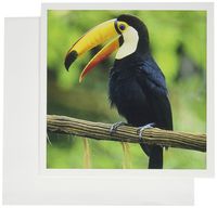 3dRose Toco Toucan, Tropical bird, Iguacu Falls NP, Brazil - SA02 KSC0005 - Kevin Schafer - Greeting Cards, 6 x 6 inches, set of 12 (gc_85574_2)