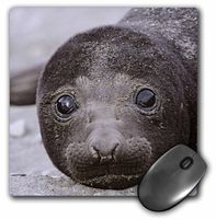 3D Rose"Southern Elephant Seal South GeorgiaAn01 Mzw0015Martin Zwick" Matte Finish Mouse Pad - 8 x 8" - mp_132231_1