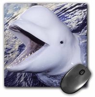 3dRose LLC 8 x 8 x 0.25 Inches Mouse Pad, Beluga Whale, Delphinapterus Leucas (mp_9951_1)