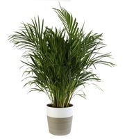 Costa Farms Areca Butterfly Palm Tree, Live Indoor Plant, 3 to 4-Feet Tall, Ships with Décor Planter, Fresh From Our Farm, Excellent Gift or Home Décor
