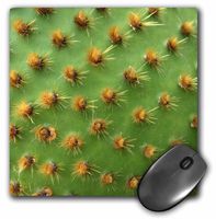 3dRose LLC 8 x 8 x 0.25 Inches Mouse Pad, Green Cactus, Macro Close-Up Photography, Texas Pricklypear, Succulent Plant Spines (mp_162592_1)