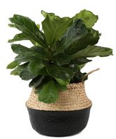 Costa Farms Live Ficus Lyrata, Fiddle-Leaf Fig, Indoor Tree, 2-Feet Tall, Ships in Décor Planter, Fresh From Our Farm