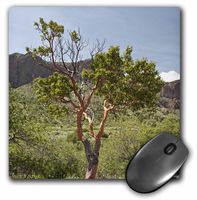 Texas Madrone tree, Chisos Mountains, Texas, USA - US44 LDI0635 - Mouse Pad, 8 by 8 inches (mp_146766_1)